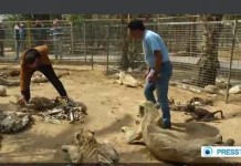 Zoológico de Gaza vende animais passando fome