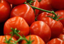 TOMATE: DO MOLHO À ENERGIA ELÉTRICA