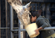 Vídeo: Uma girafa entre israelenses e palestinos