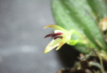 Bolsista do Inpa descobre novas espécies de orquídeas na Amazônia