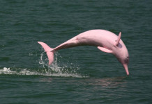 Botos cor-de-rosa podem desaparecer da Bacia Tapajós