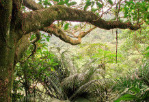 Conheça o Parque Estadual Xixová-Japuí