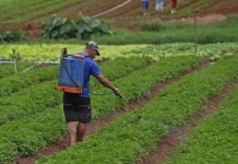 Estudo pretende desenvolver inseticida à base de plantas para lavouras e plantações agrícolas