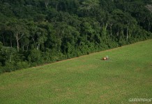 URGENTE! STF mantém anistia do Código Florestal