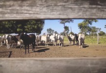 Desafio Google de Impacto Social: Aliança da Terra