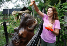 Documentário investiga animais selvagens que vão parar nas áreas urbanas