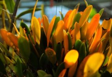 Brasil 2050: Episódio 13 – Biodiversidade