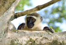 ACREDITE: Macaco tropeça em hidrelétrica no Quênia e causa blecaute nacional
