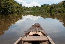 Nova lei estadual ameaça milhares de espécies de peixes em rios da Amazônia