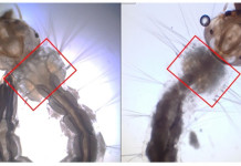 Biolarvicida obtido do bagaço da cana mata larvas de Aedes aegypti