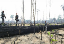 Desmatamento aumentou 34% na Amazônia Legal em abril