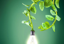 Planta que faz fotossíntese também gera energia limpa
