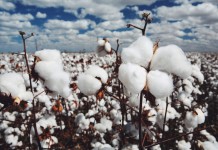 Algodão orgânico do Peru para roupas infantis
