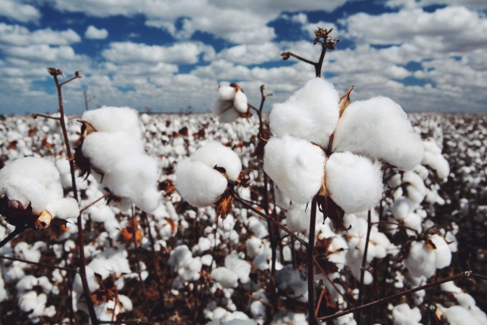 cotton field in contrast with blue sky