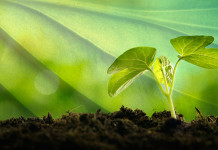 Portal ODS 2030 favorece negócios da economia verde