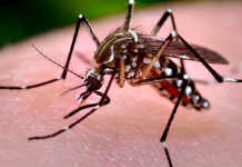 Brasileiro descobre remédio que pode evitar a transmissão do zika vírus
