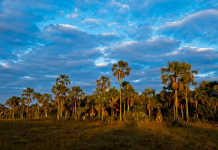 Hoje é Dia Nacional do Cerrado