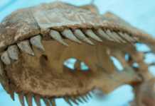 Mato Grosso terá Museu de História Natural
