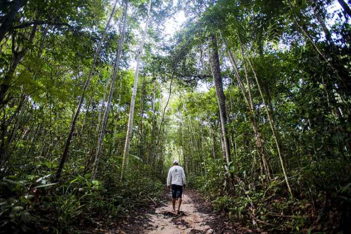meio ambiente - floresta