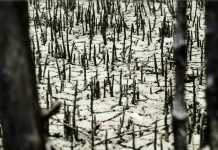 Pesquisadores apresentam projeções para extremos climáticos no Sudeste brasileiro