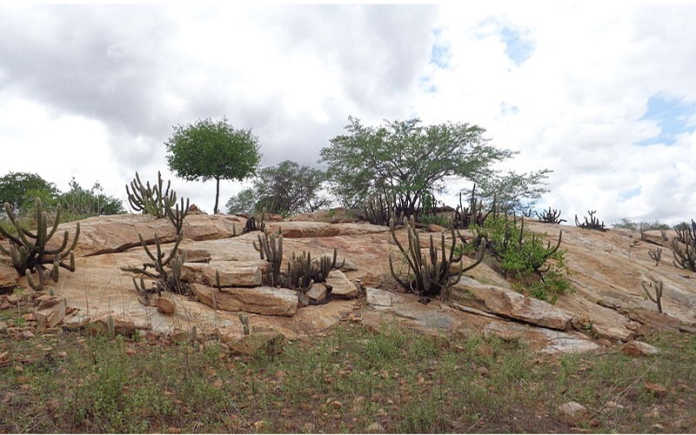 caatinga