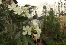 Vídeo: Sírio preserva jardim em Aleppo