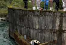 Panda é resgatado após cair em hidrelétrica