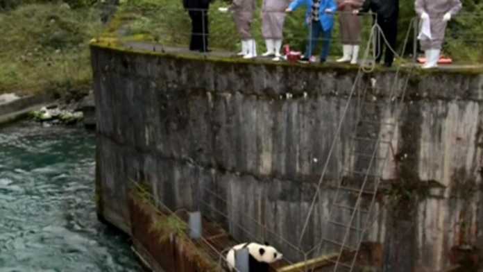 panda