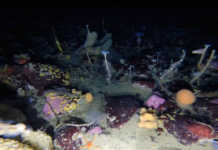 Ecossistema colorido é encontrado no fundo do mar da Antártica