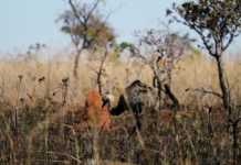 Parque Nacional das Emas reabre em Goiás