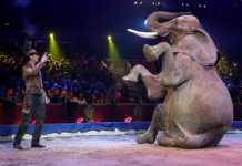 Madrid proíbe animais em circos