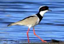 Guia on-line apresenta aves da Caatinga brasileira