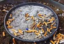 Bitucas de cigarro viram adubo para grama