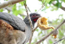 Aves do Pantanal estão ameaçadas pela ação humana