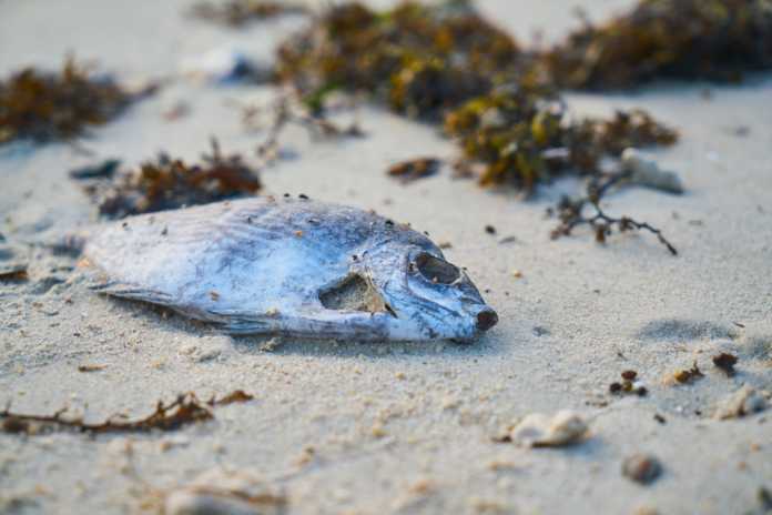fish-2076855_1920