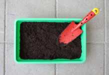 Aplicativo dá dicas de como cultivar hortas em casa