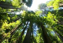 Brasil tem maior diversidade de árvores do planeta meio ambiente