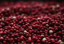 Você sabia que o cranberry melhora a pele? Saiba mais na websérie ONB