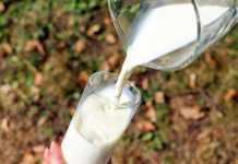 Nestlé investe na produção de leite orgânico no Brasil leite