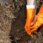 planting  sprout