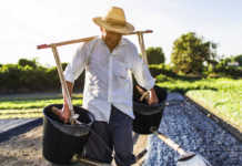 Hoje é Dia Mundial do Agrônomo