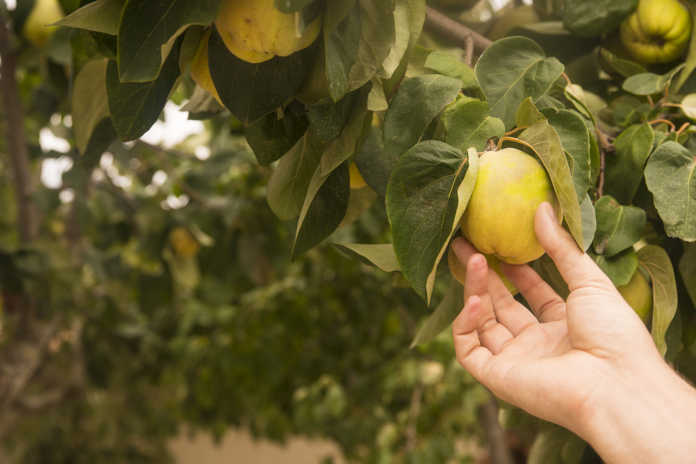 Hand holding yellow pear quince, natural and organic fruits