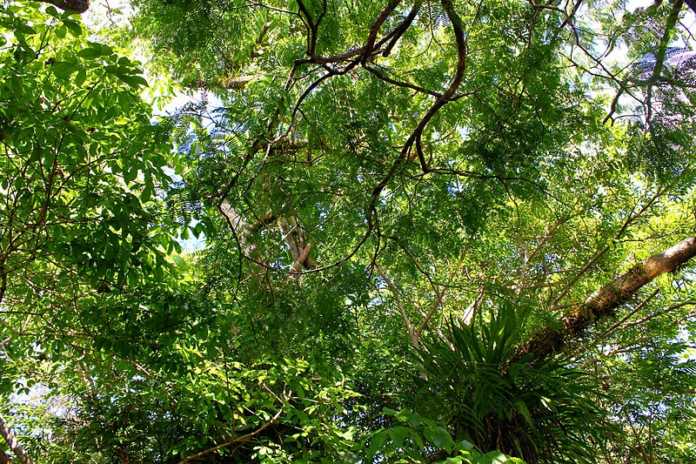 Diversidade_Amazônica