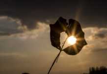 Instituto Ethos prepara para novembro Conferência Brasileira de Mudança do Clima