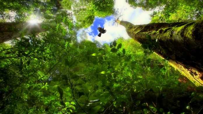 trees-árvores - meio ambiente