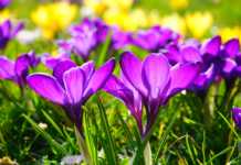 Hoje começa a primavera
