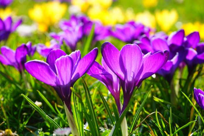 crocus-primavera