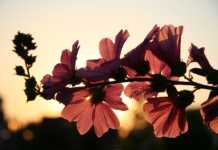 Começou a primavera!
