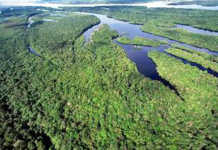 Dia da Amazônia: um bioma que devemos cuidar e preservar