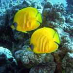 diving-1656619_1920